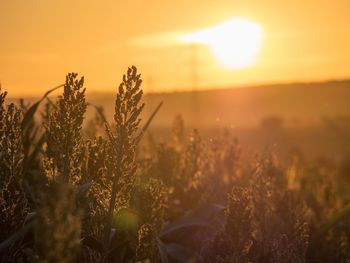 Close-up of plants growing on field against sky during sunset