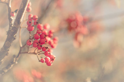 Close-up of berry fruit growing on tree