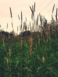 Close-up of plants on field against sky