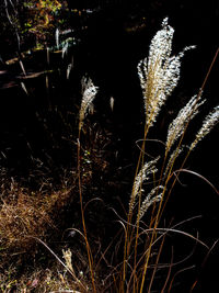 Close-up of grass on field at night