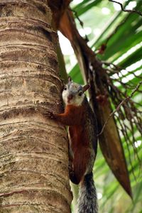 Squirrel on tree trunk