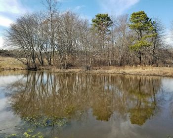 Reflection of trees in lake