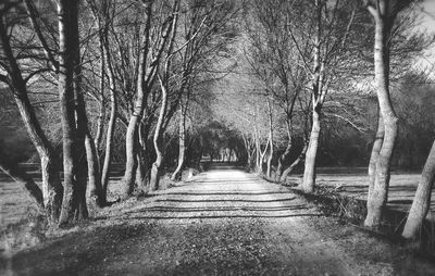 Footpath passing through trees