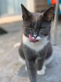 Close-up portrait of a cat