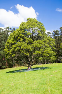 Trees on field against sky