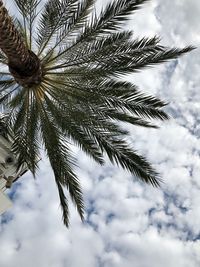 Low angle view of palm tree against sky