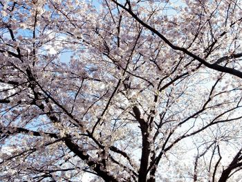 Low angle view of blooming tree