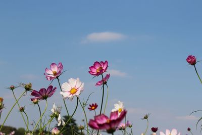 Low angle view of pink flowers blooming against sky