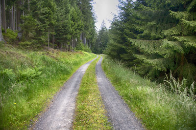 Dirt road along trees and plants