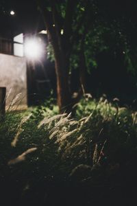 Close-up of grass at night