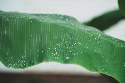 Close-up of raindrops on green leaves during rainy season