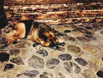 Close-up of dog