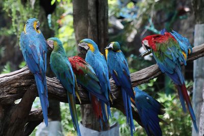 View of birds perching on branch