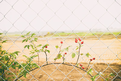 Close-up of chainlink fence on field