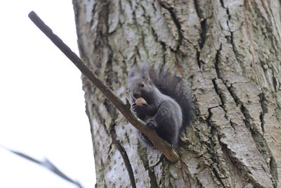 Low angle view of squirrel on tree trunk