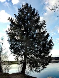 Low angle view of silhouette trees against sky