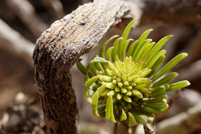 Close-up of flowering plant on land