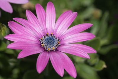 Close-up of insect on pink flower blooming outdoors