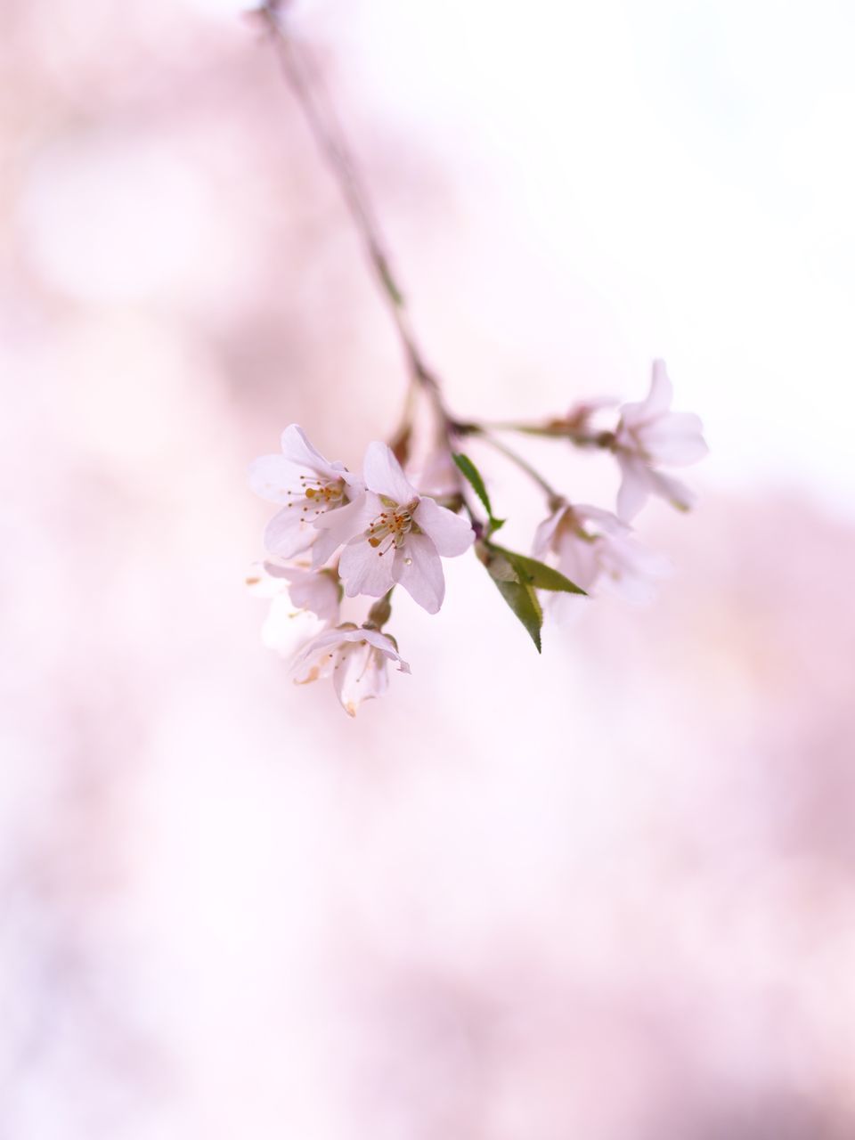 flower, blossom, pink color, fragility, nature, beauty in nature, growth, springtime, apple blossom, tree, botany, no people, selective focus, freshness, branch, petal, close-up, pink, day, outdoors, flower head