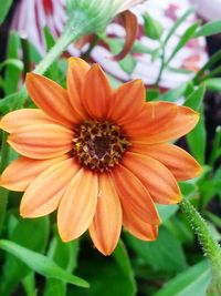 Close-up of orange flower