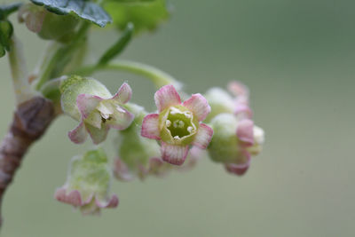 Close-up of pink flower buds