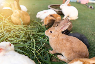 Rabbit in the garden at farm. animal concept