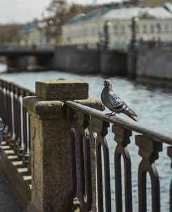 View of seagull perching on railing