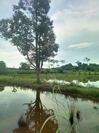 Tree by lake against sky