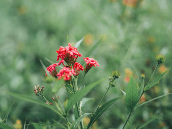 Close-up of red flowering plant on field