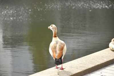 Seagull perching on a lake