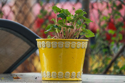 Close-up of a yellow potted plant 