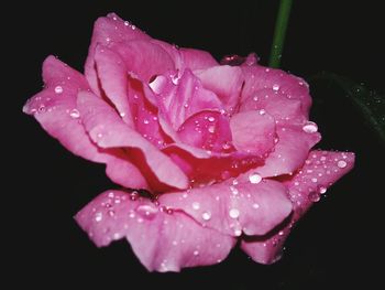 Close-up of raindrops on pink flower blooming against black background