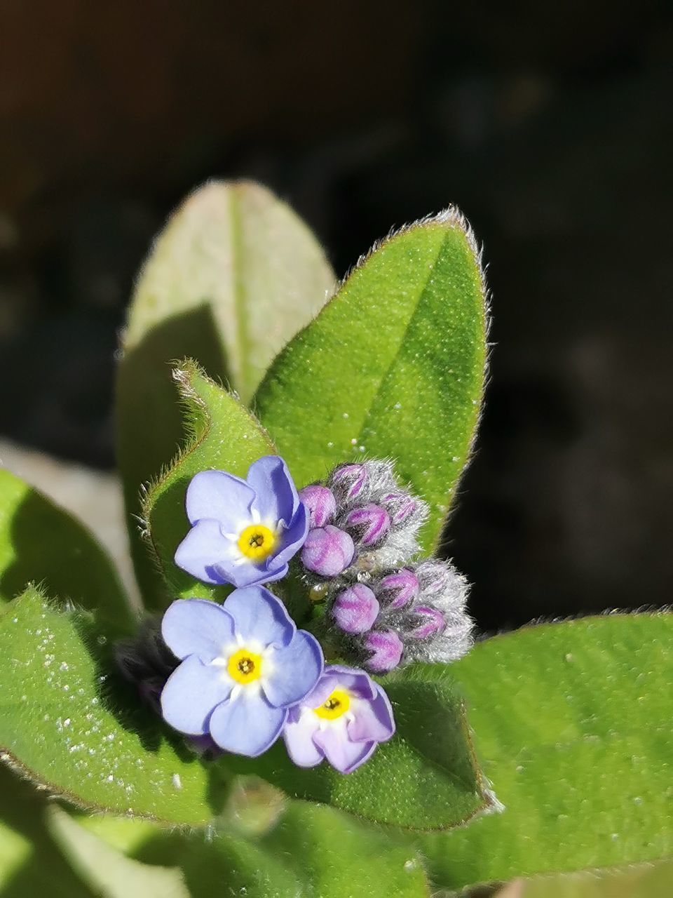 CLOSE-UP OF FLOWERING PLANT