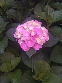 Close-up of pink rose leaves