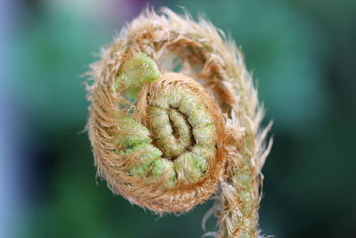 Close-up of dry plant outdoors