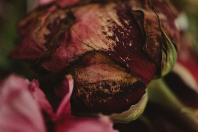 Close-up of red rose flower