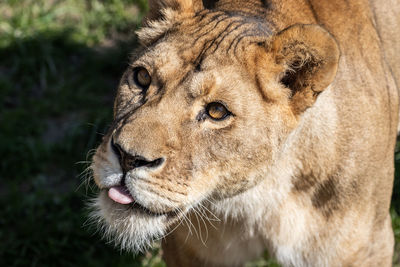 Close-up of a cat