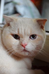 Close-up portrait of a cat