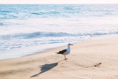 Seagull perching on beach