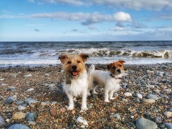 View of dog on beach