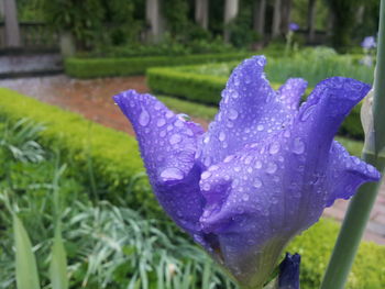 Close-up of purple crocus blooming outdoors