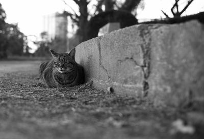 Portrait of cat resting on field