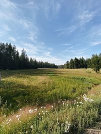 Scenic view of field against sky