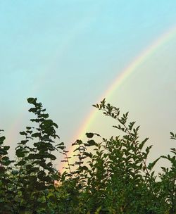 Low angle view of trees against rainbow in sky