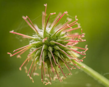 Close-up of plant