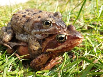 Close-up of frog on field