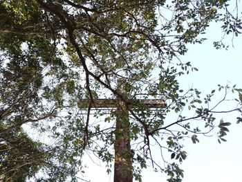 Low angle view of tree against sky