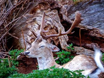 Deer in a forest