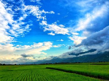 Scenic view of agricultural field against sky