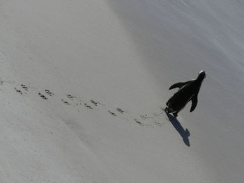 High angle view of bird flying over beach